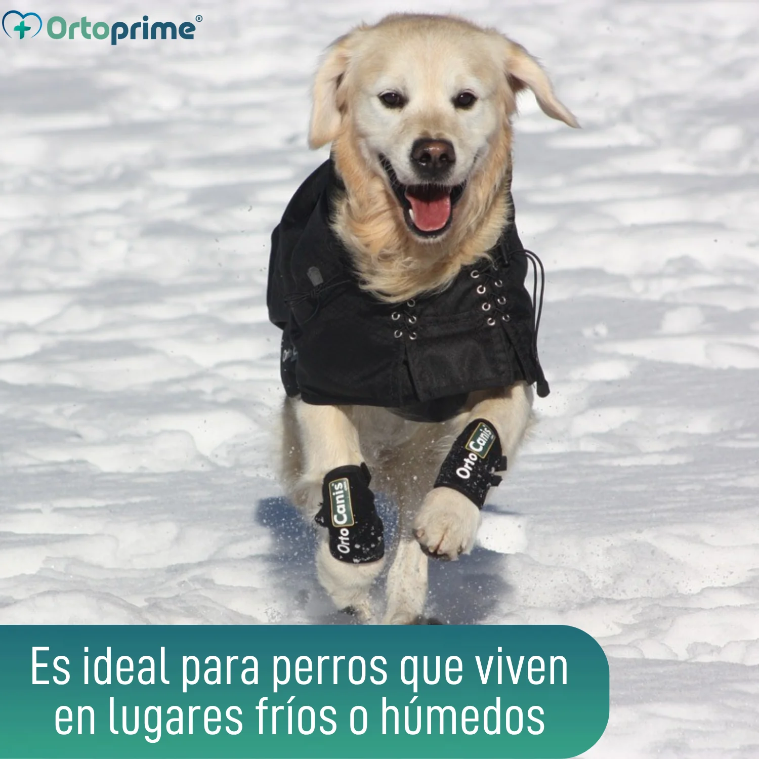 Imagen del producto 6